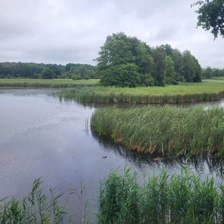 Wandern in der Oberlausitzer Heide- und Teichlandschaft